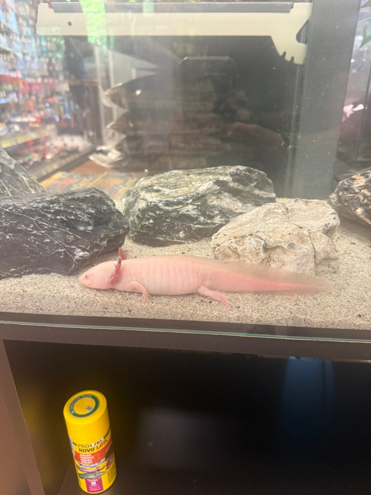 Axolotl vrouw, Dieren en Toebehoren, Reptielen en Amfibieën, 0 tot 2 jaar