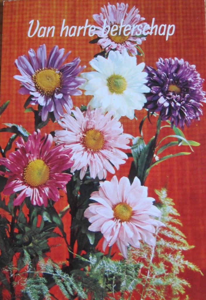 Beterschap - nieuwe ansichtkaart met chrysanten, Ophalen of Verzenden, 1960 tot 1980, Ongelopen, Overige thema's