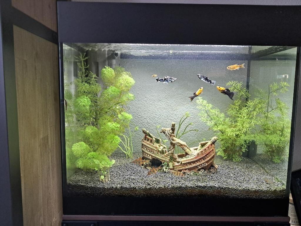 aquarium 75 liter oase, Dieren en Toebehoren, Vissen | Aquaria en Toebehoren, Ophalen, Inclusief vissen, Oase, Gevuld zoetwateraquarium