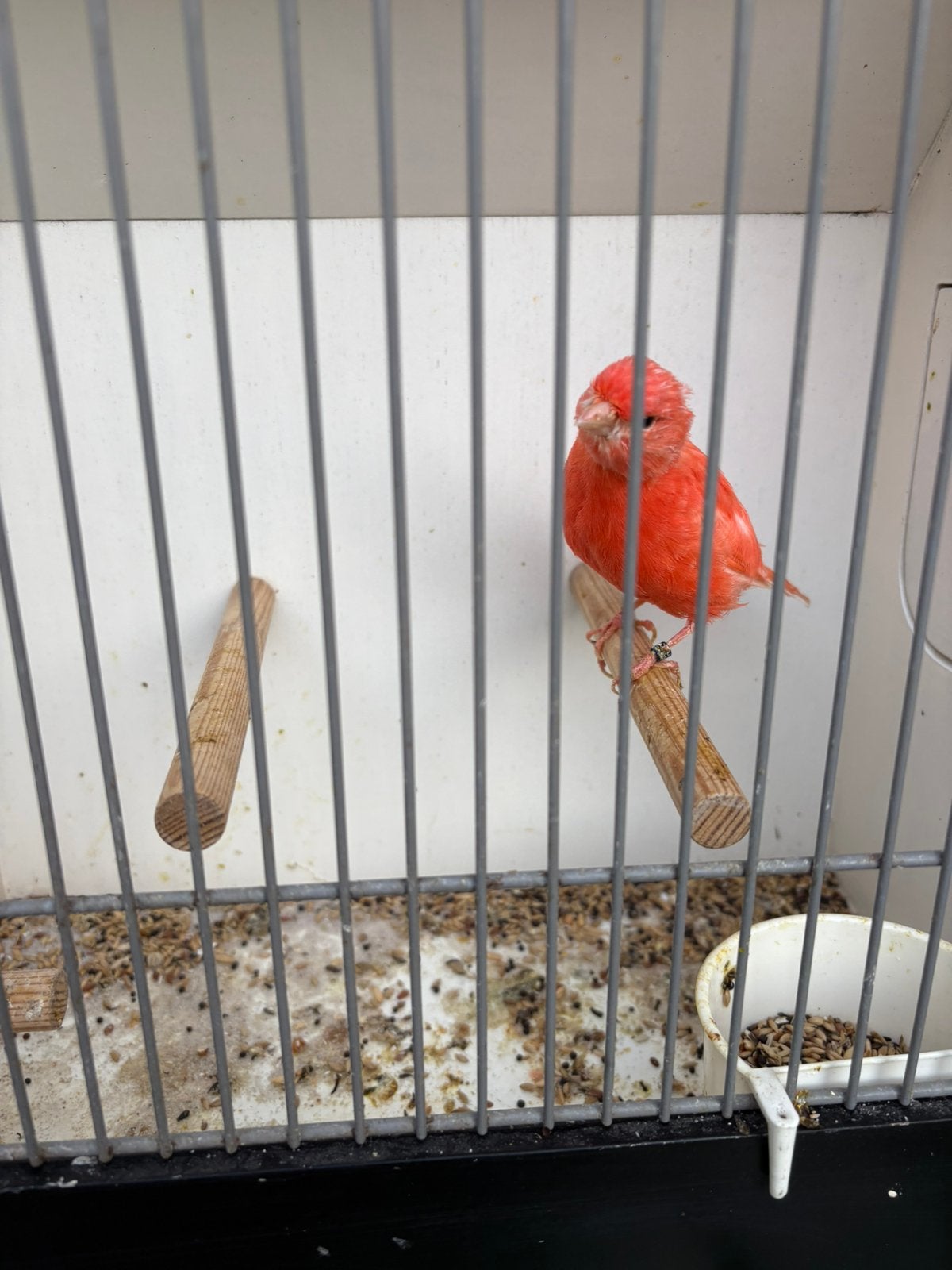 Kanarie pop, Dieren en Toebehoren, Vrouwelijk, Kleurkanarie