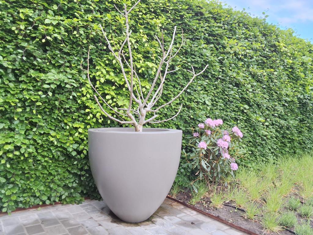 Grote potten met vijgen 2 stuks, Tuin en Terras, Bloempotten, Gebruikt, Kunststof, Balkon, Tuin, 70 cm of meer, 40 cm of meer