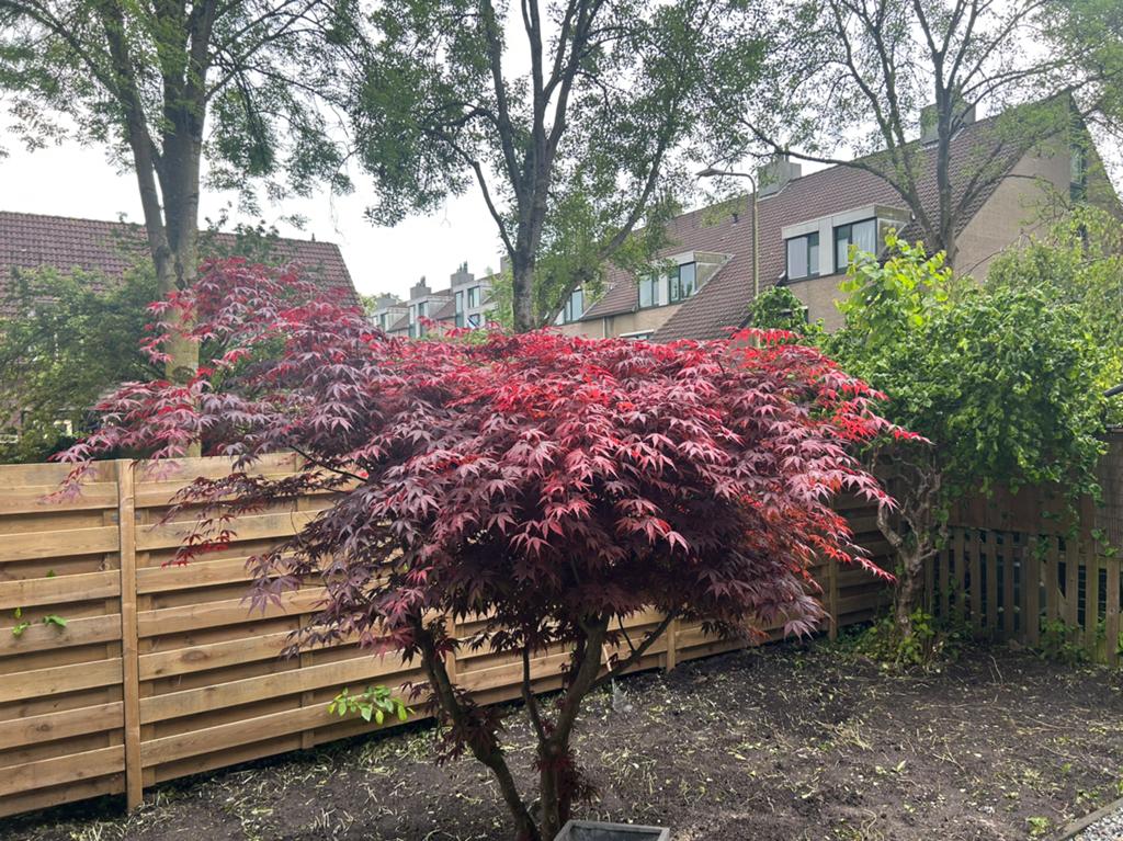 Acer palmatum "japanse esdoorn", Ophalen of Verzenden