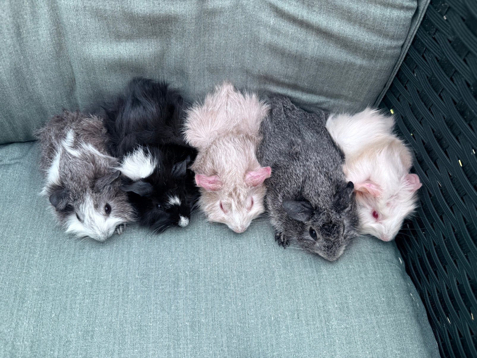 Jonge cavia’s te koop, Dieren en Toebehoren, Knaagdieren, Mei, Meerdere dieren, Cavia