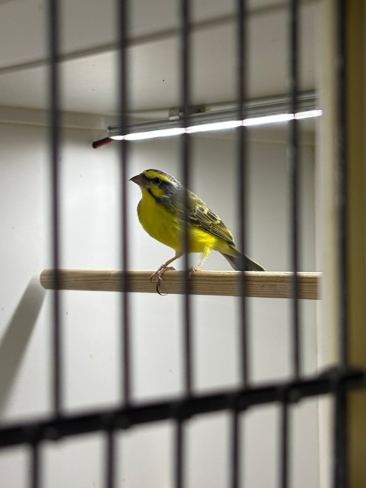 Mozambiquesijs man, Mannelijk, Tropenvogel