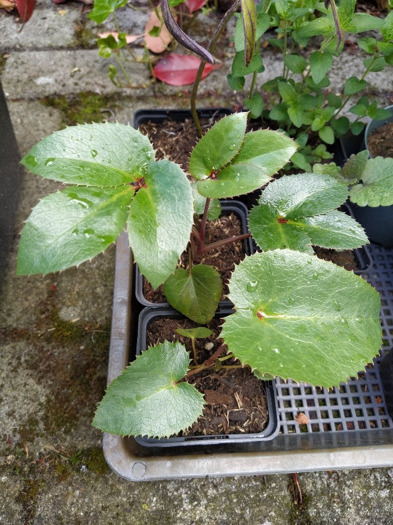 Te koop: kerstroos zaailingen, Ophalen, Vaste plant, Overige soorten, Volle zon