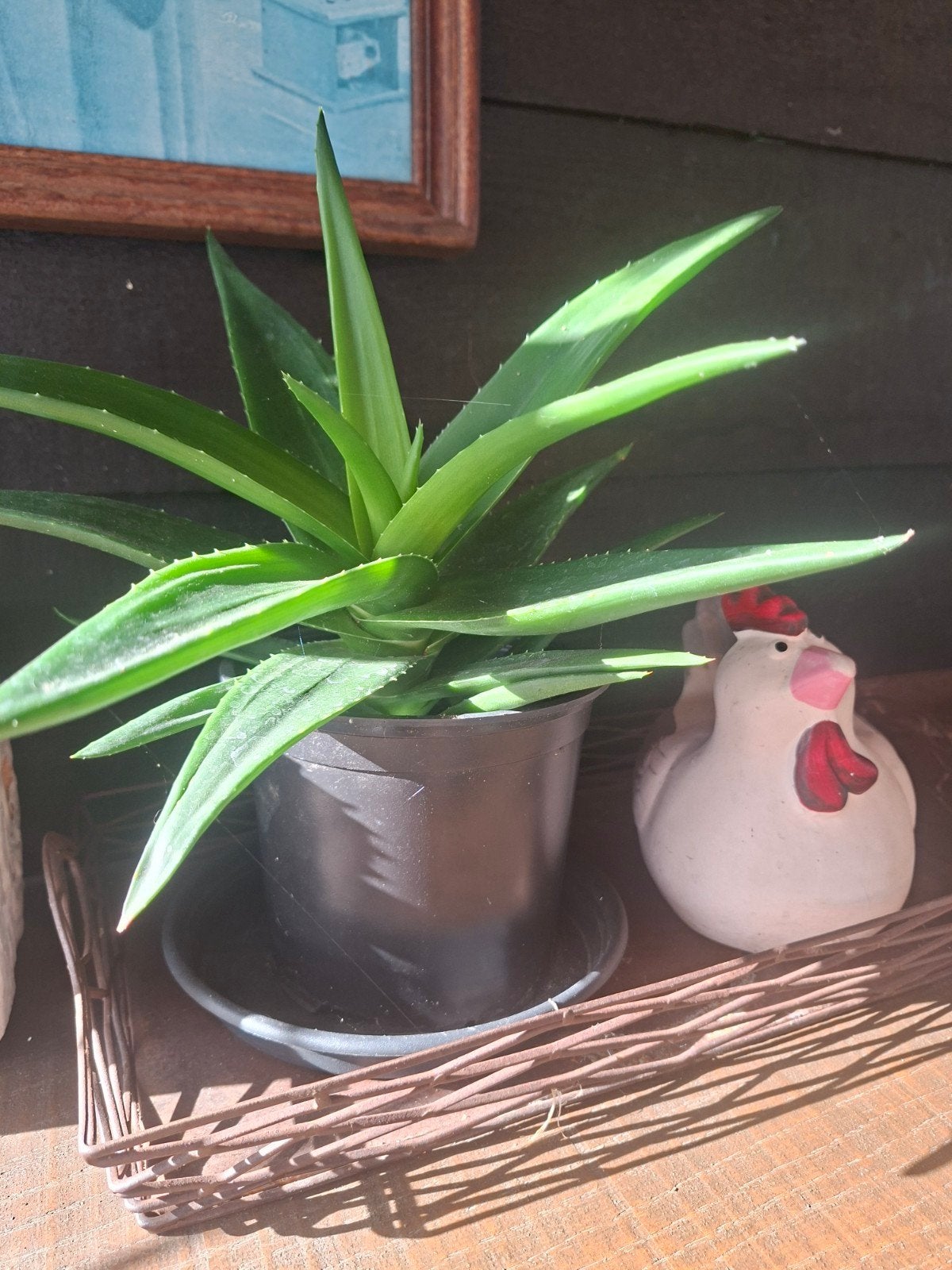 Aloë Vera plant met nieuwe scheuten, Tuin en Terras, Ophalen of Verzenden