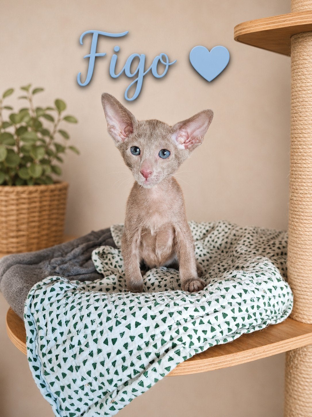 Prachtige Oosterse Korthaar kittens, Meerdere dieren, Met stamboom, 0 tot 2 jaar