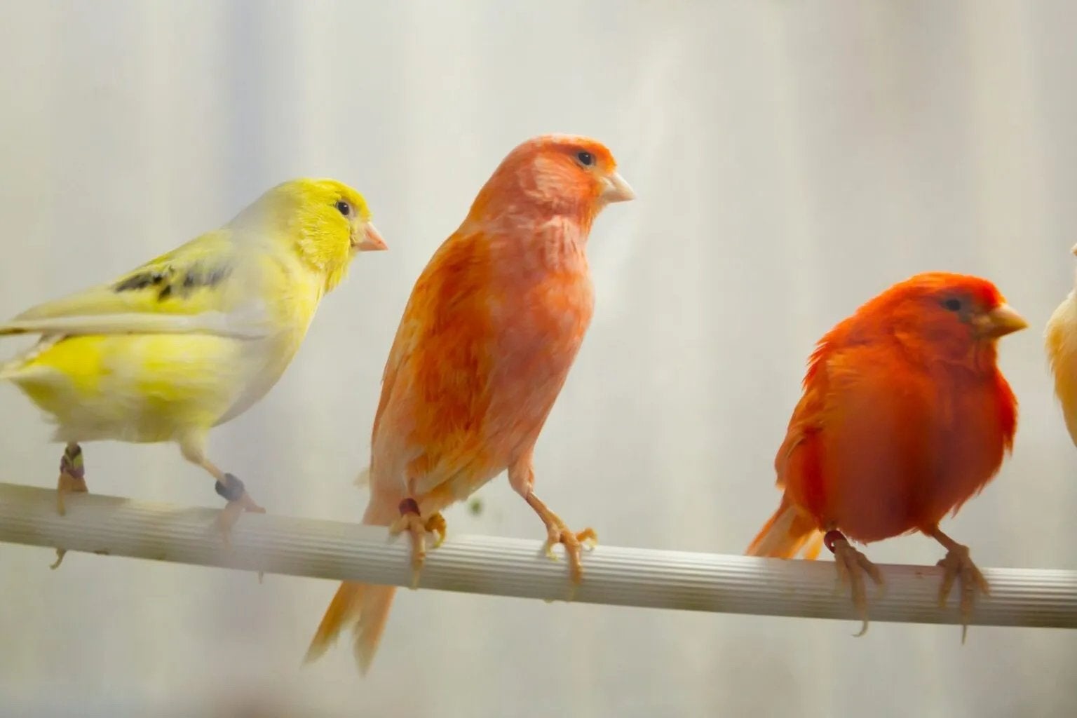 10 kanaries in diverse kleuren, Meerdere dieren, Kleurkanarie