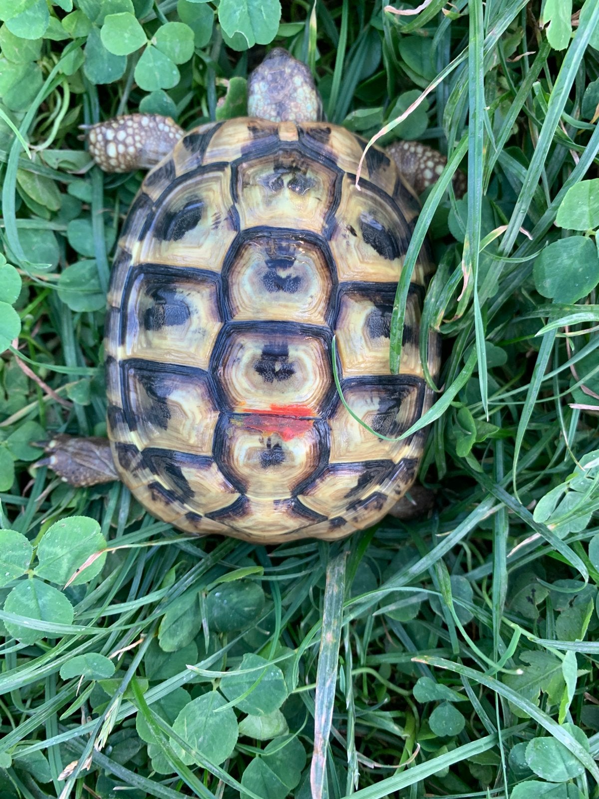 Griekse landschildpad - Testudo Hermanni Boetgerie, Dieren en Toebehoren, Reptielen en Amfibieën, Schildpad