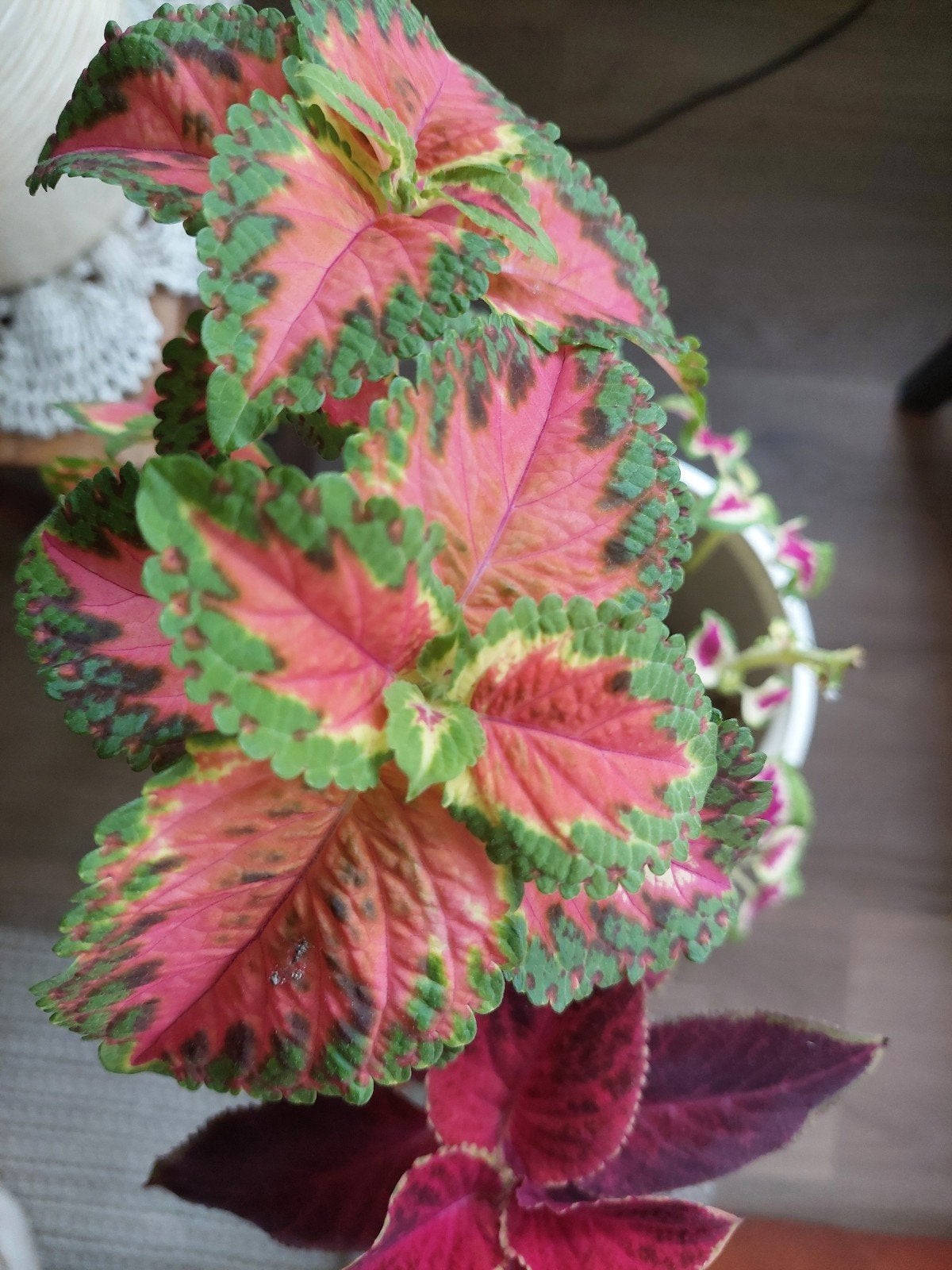 Kleurrijke Coleus plant, 3 soorten in één pot, Ophalen, Halfschaduw, Minder dan 100 cm