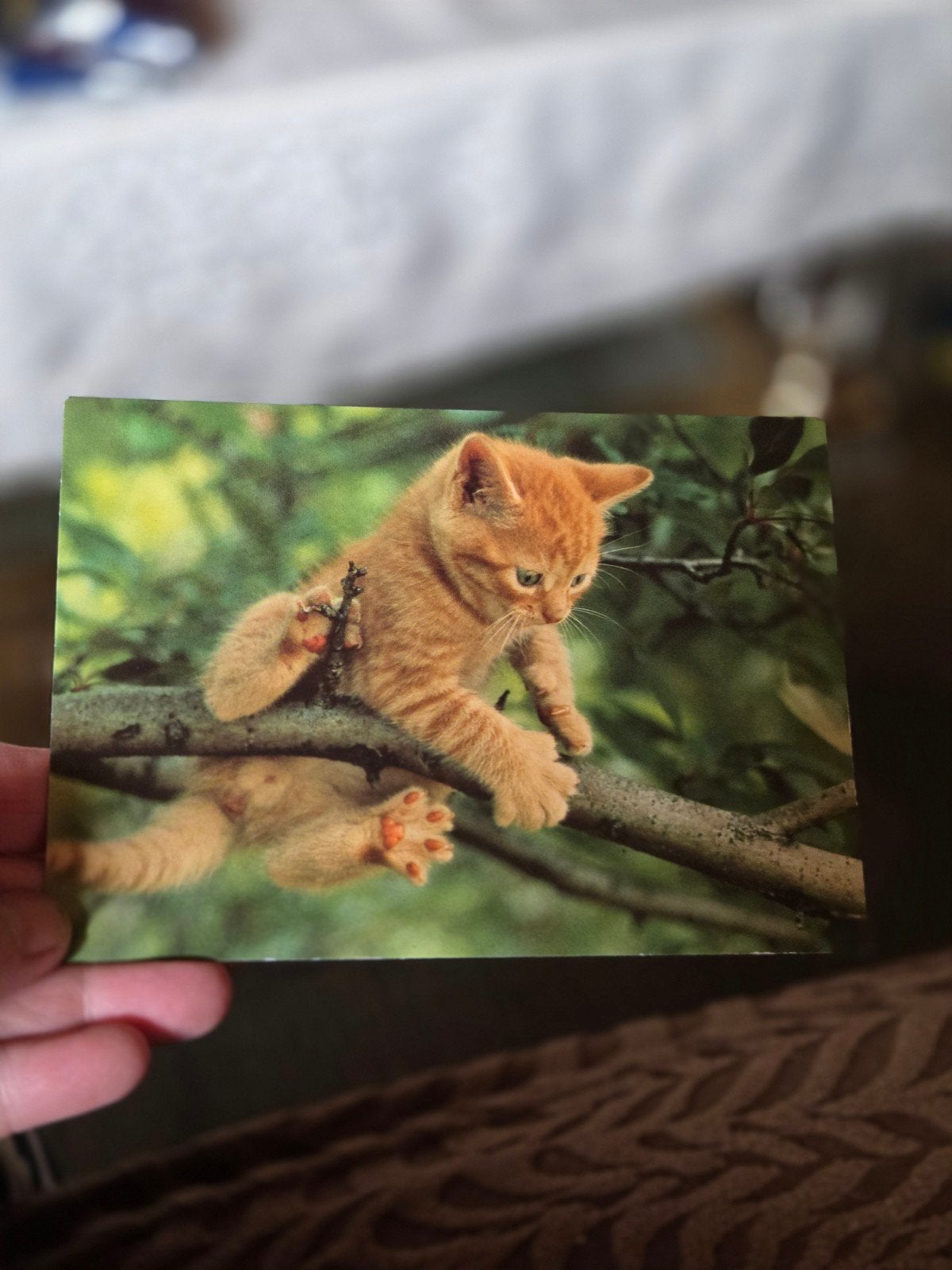 Schattige poes in boom - Vintage ansichtkaart, Verzamelen, Ophalen of Verzenden, 1980 tot heden, Ongelopen, Hond of Kat
