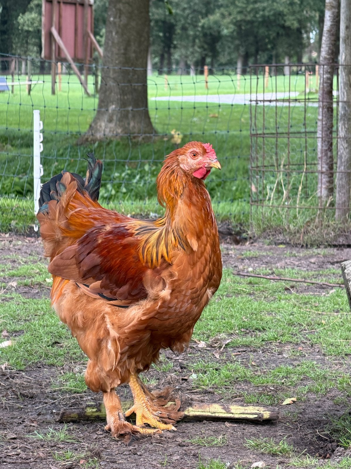 Brahma / New Hampshire haan, Dieren en Toebehoren, Mannelijk, Kip