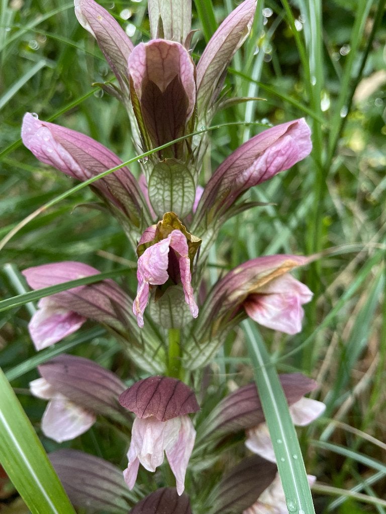acunthus mollis, Volle zon, Vaste plant, Zomer, Ophalen