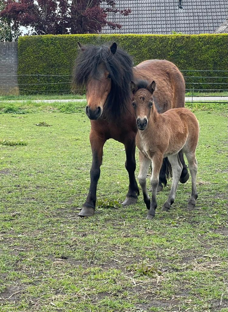 Stermerrie met merrie veulen, Dieren en Toebehoren, Pony's, Merrie, Met stamboom