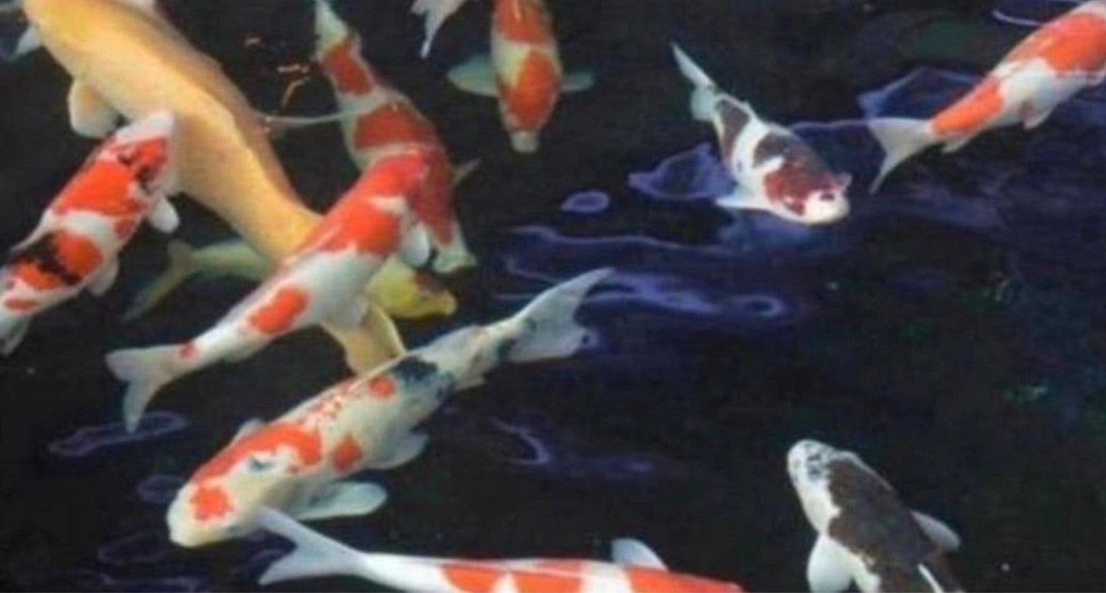 Gezocht koi en steuren te koop., Dieren en Toebehoren, Karper of Koi