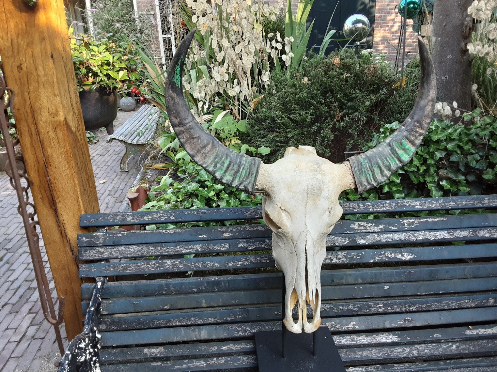 grote waterbuffel schedel, Ophalen, Schedel