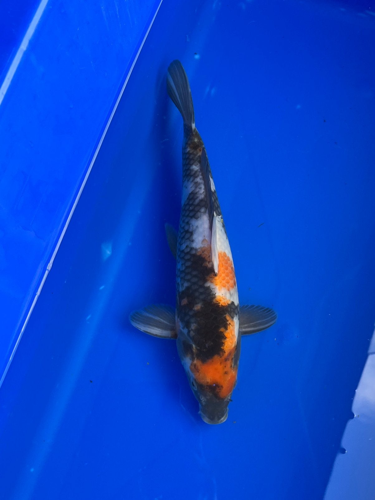 Showa, Karper of Koi