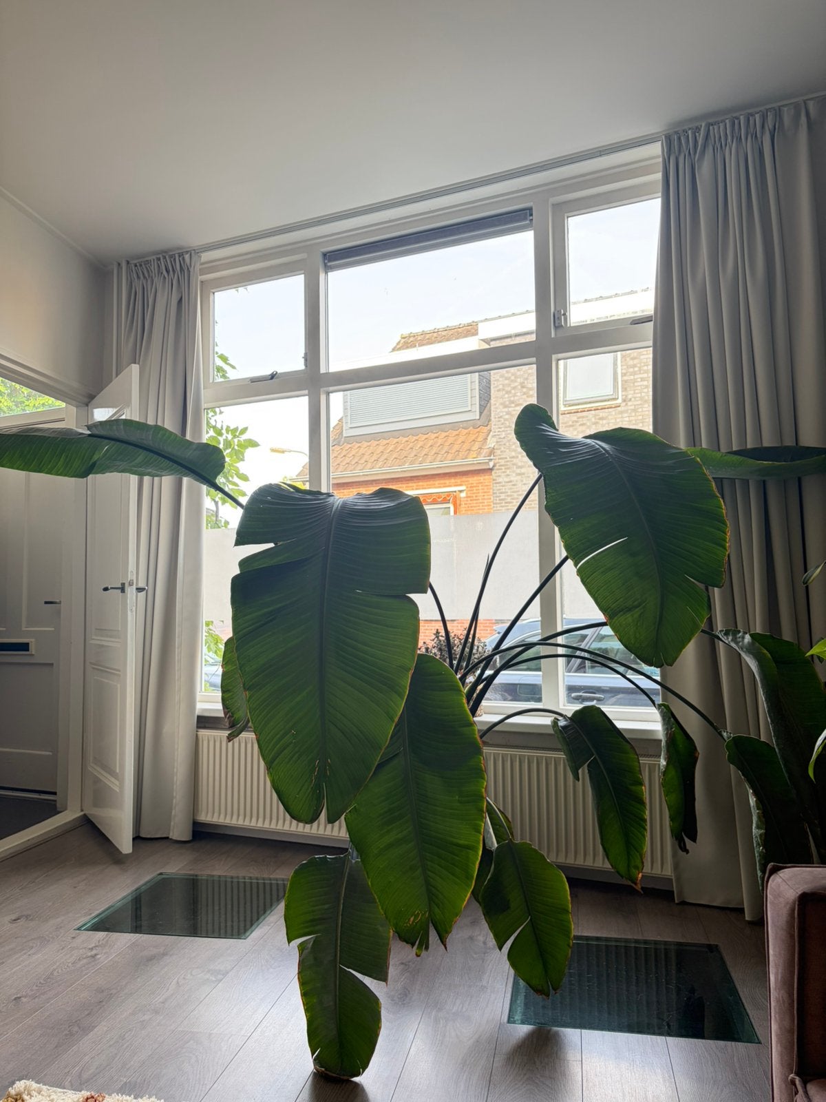 Grote Strelitzia Nicolai (Paradijsvogelplant), Ophalen, Overige soorten, Halfschaduw, 150 tot 200 cm