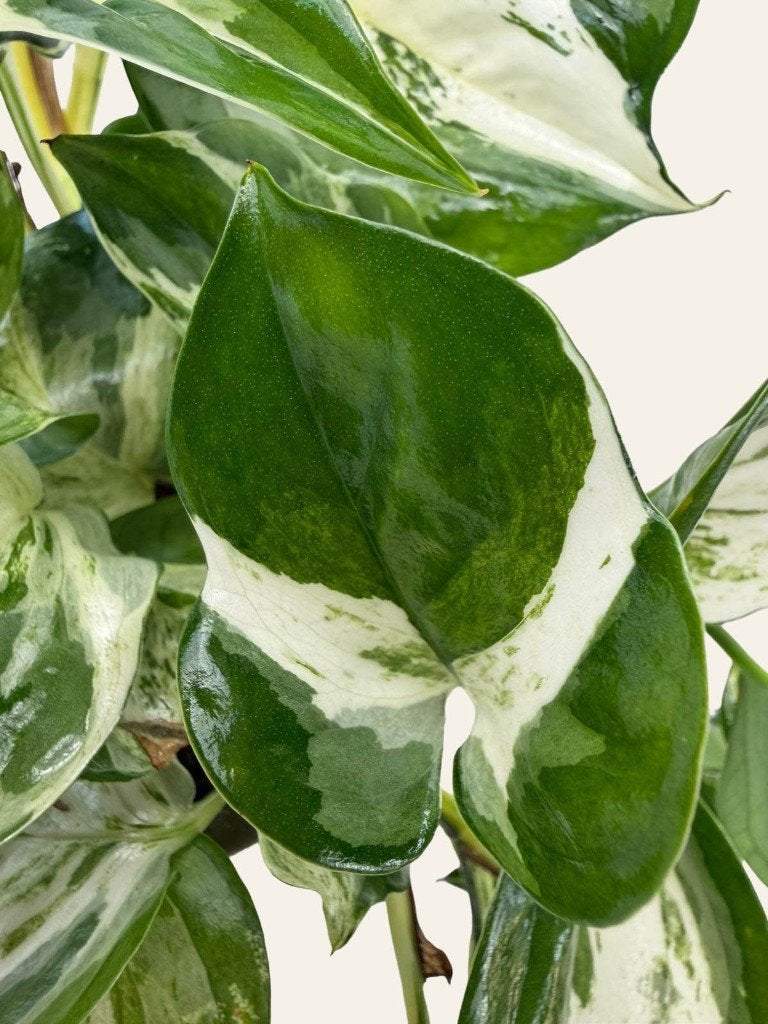 Epipremnum Manjula p12, Huis en Inrichting, Kamerplanten, Ophalen of Verzenden, Halfschaduw, Minder dan 100 cm