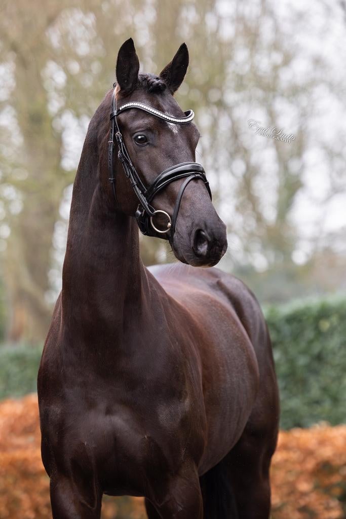 ️ Elegante 6-jarige stermerrie ️, Merrie, Dressuurpaard, Ontwormd