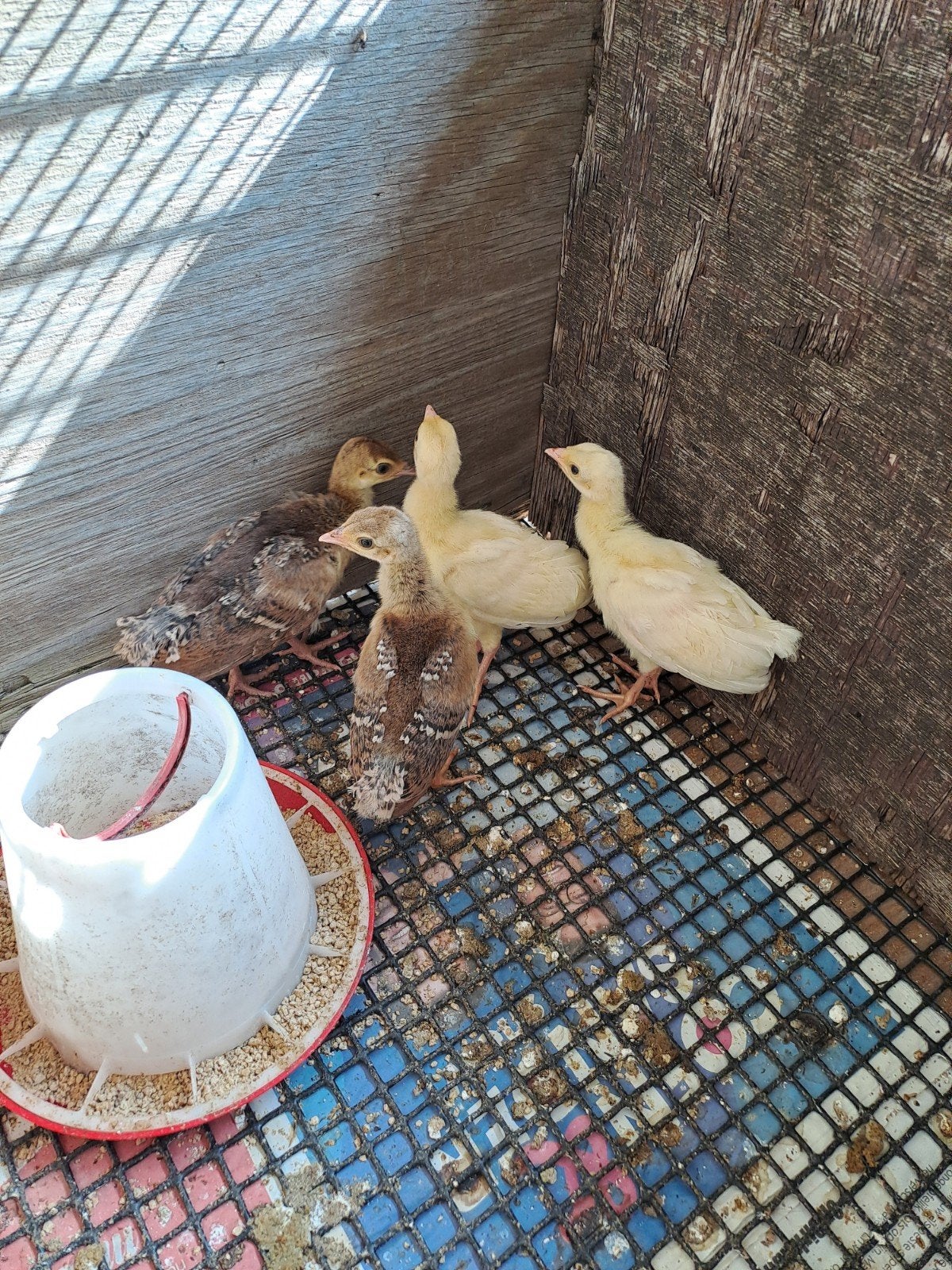 2 jonge witte pauwen te koop, Meerdere dieren, Overige soorten