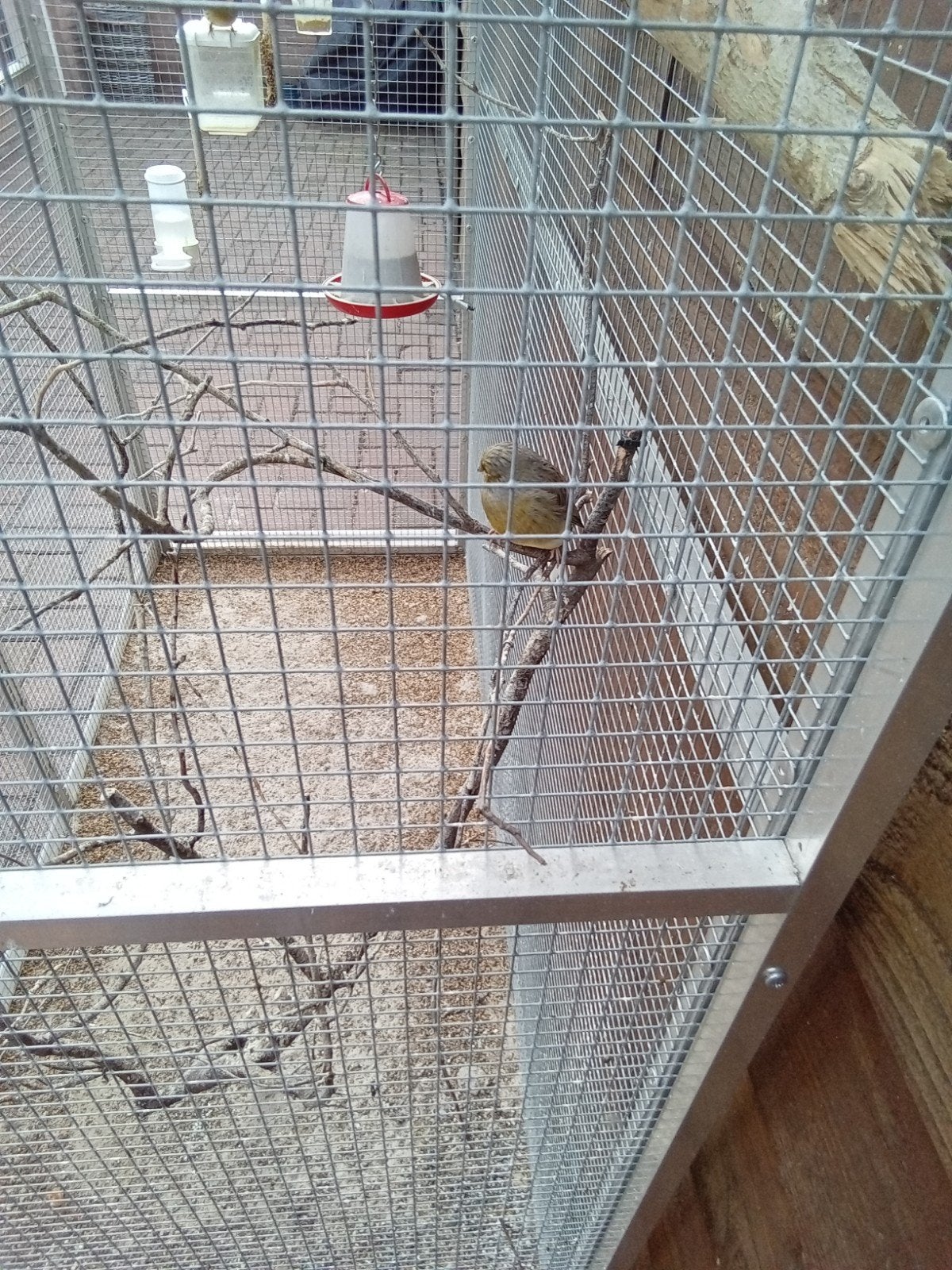 gloster kanarie,s, Meerdere dieren, Kleurkanarie