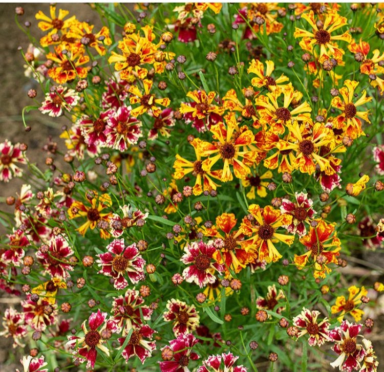 Coreopsis mix (meisjesogen) zaden, Verzenden, Voorjaar, Volle zon, Zaad
