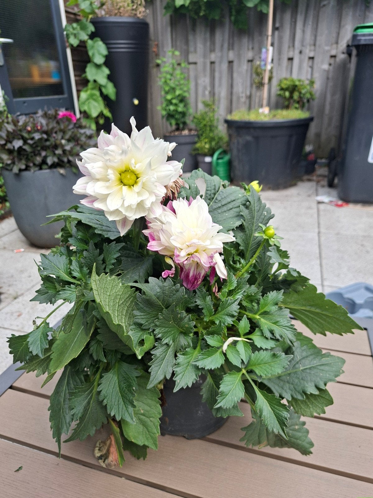 Dahlia plant met prachtige wit-paarse bloemen, Overige soorten, Volle zon, Vaste plant, Ophalen of Verzenden