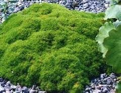 GEVRAAGD LEVENDE MOSPLANTJES VOOR TUIN Akersloot Castricum, Ophalen, Vaste plant, Overige soorten, Volledige schaduw