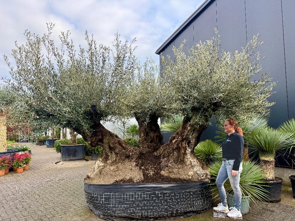 Mega bonsai olijfboom triple stam, 140/160 stamomtrek., Olijfboom, 250 tot 400 cm, Zomer, Ophalen