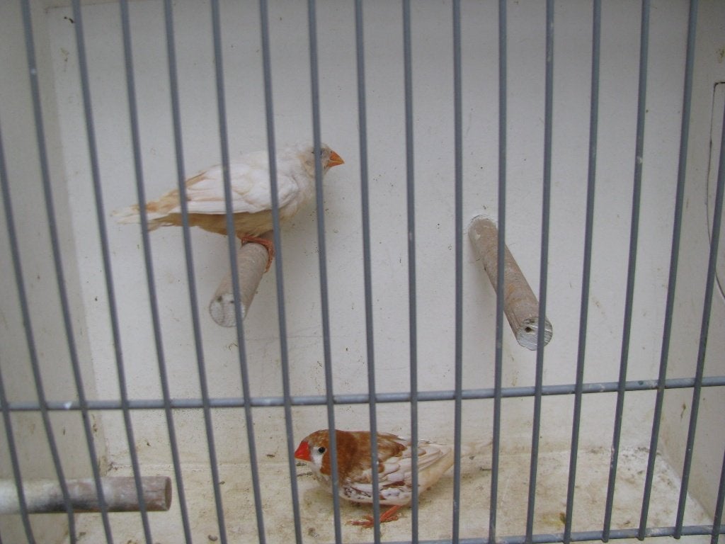 koppel oranjeborst zwartborst isabel  oranjerug zebravinken, Dieren en Toebehoren, Vogels | Overige Vogels, Meerdere dieren
