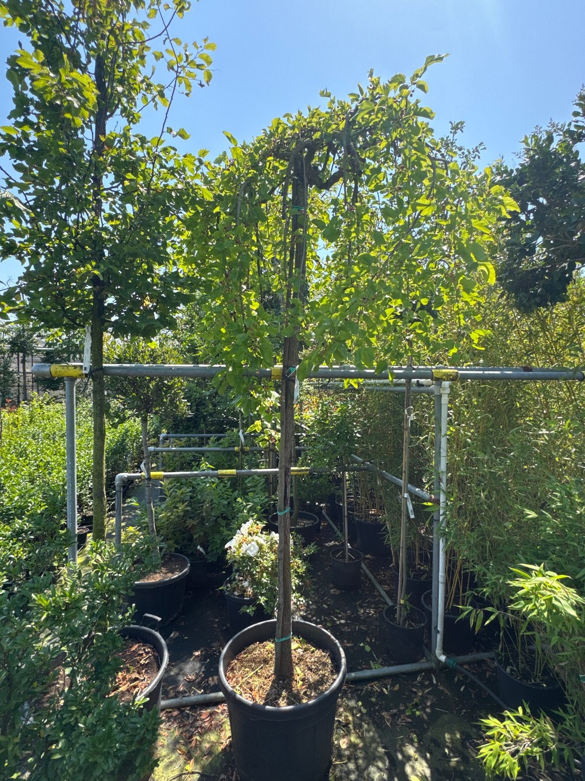 Moerbei boom - Morus Alba 'Pendula’ 2 voor 160,-, Ophalen, Lente, Overige soorten, Volle zon