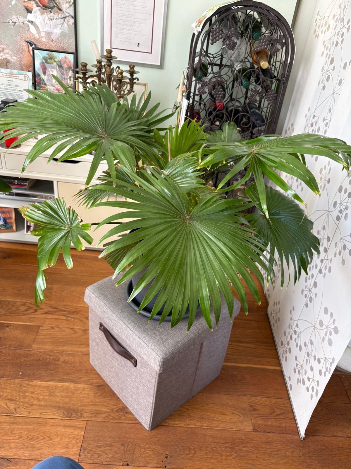 Kamerplant, Ophalen, Halfschaduw, Minder dan 100 cm