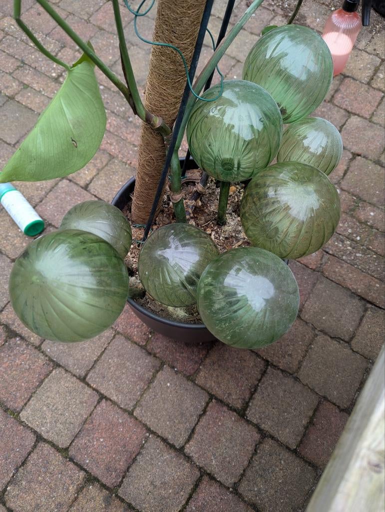 Waterdruppelaars voor planten, Tuin en Terras, Planten | Tuinplanten, Ophalen