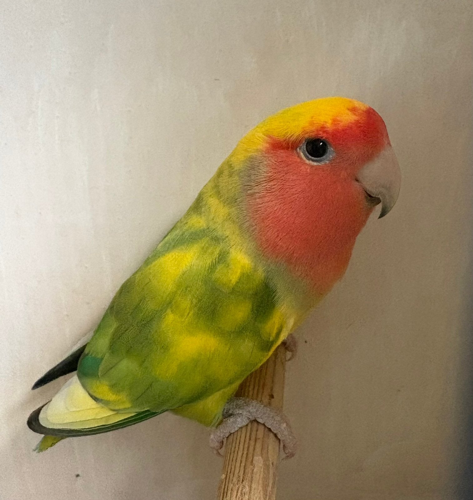 Agapornis Roseicollis man uit 2020, Dieren en Toebehoren, Vogels | Parkieten en Papegaaien, Mannelijk, Dwergpapegaai of Agapornis