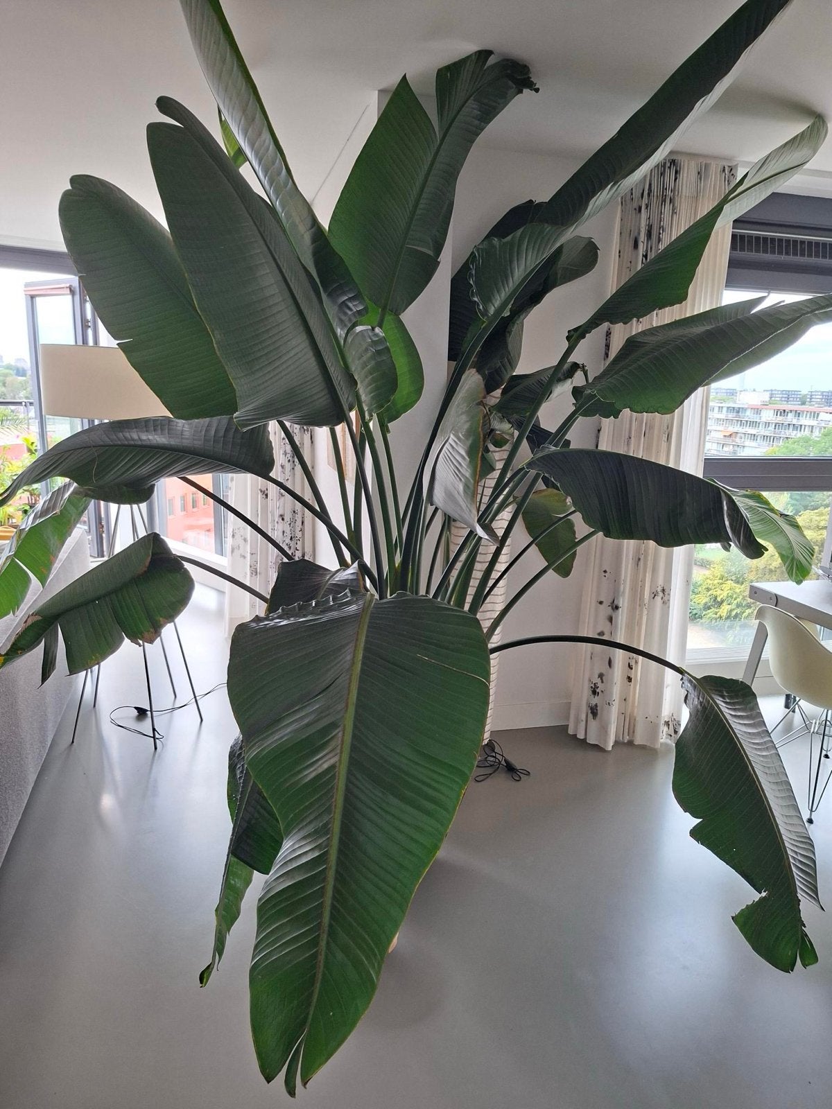 Strelitzia Nicolai - Grote Paradijsvogelplant (2,65m), Huis en Inrichting, Ophalen, 200 cm of meer, Overige soorten, In pot