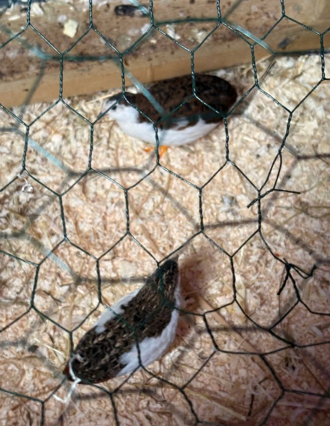 Chinese dwergkwartel haantjes, Dieren en Toebehoren, Mannelijk
