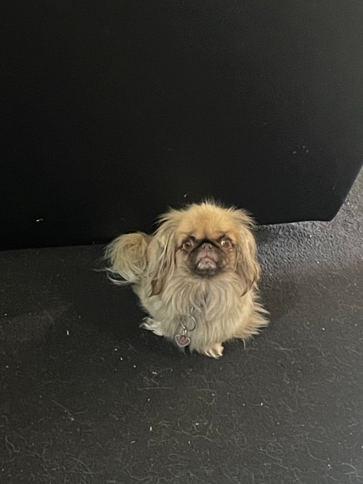 Pekinees teefje hondjes, Teef, Eén hond, Klein, CDV (hondenziekte)