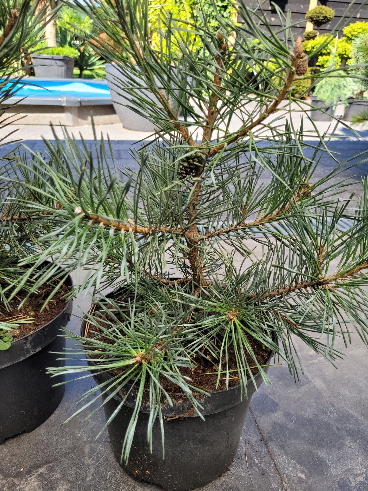 Pinus Sylvestris SE - Grove Den in pot, Tuin en Terras, Planten | Bomen, Bloeit niet, Overige soorten, Minder dan 100 cm, Ophalen