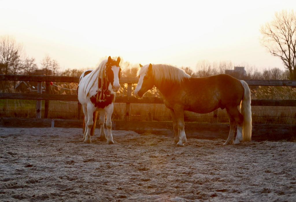 Paardenbox(en) beschikbaar