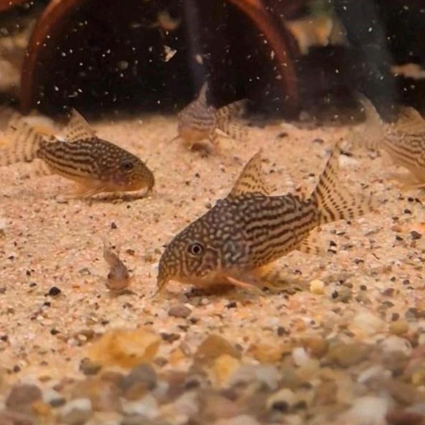 Corydoras Sterbai, Dieren en Toebehoren, Vissen | Aquariumvissen, Vis, Zoetwatervis, Schoolvis