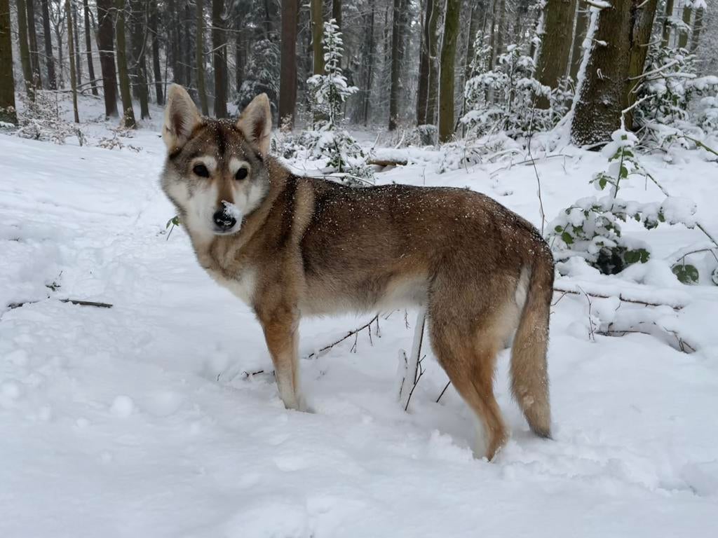 Gezocht: oppas voor onze hond, Particuliere oppas