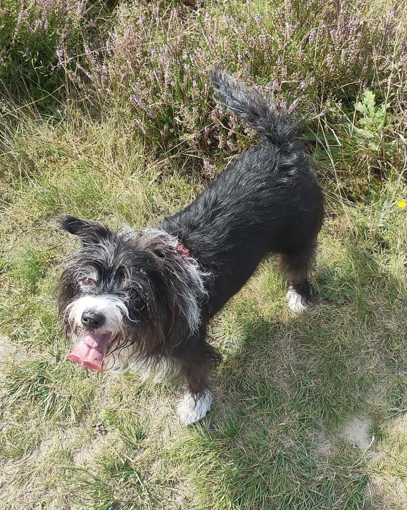 Wie geeft Daisy een goed huis, Dieren en Toebehoren, Parvo, 6 jaar of ouder, Teef, Eén hond