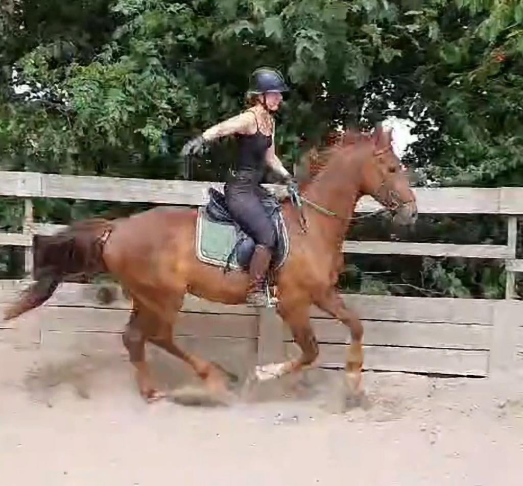 Zadelmak maken/doorrijden/trauma + gedragsproblemen oplossen, Diensten en Vakmensen, Dieren | Paarden | Verzorging, Oppas en Les