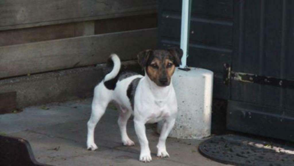 jack russell  bonte blue merle dekreu (GAAT MET PENSIOEN), Dieren en Toebehoren, Reu, Parvo, Eén hond, 3 tot 5 jaar