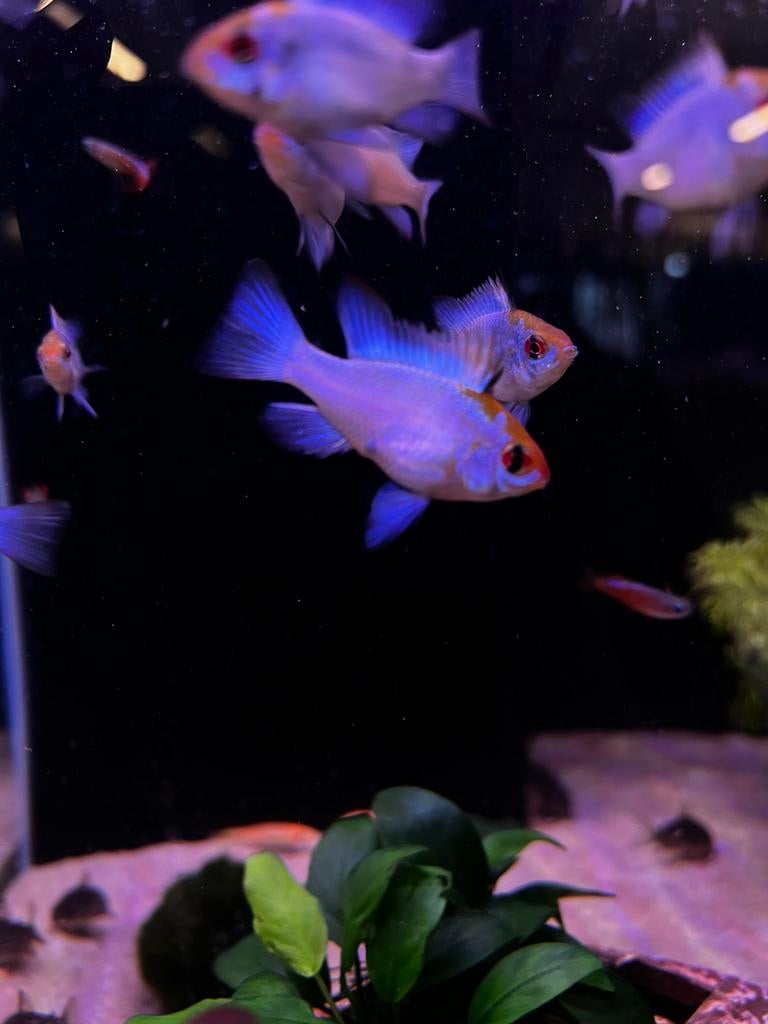 Electric bleu Ramirezi’s, Dieren en Toebehoren, Vissen | Aquariumvissen, Vis, Zoetwatervis, Schoolvis