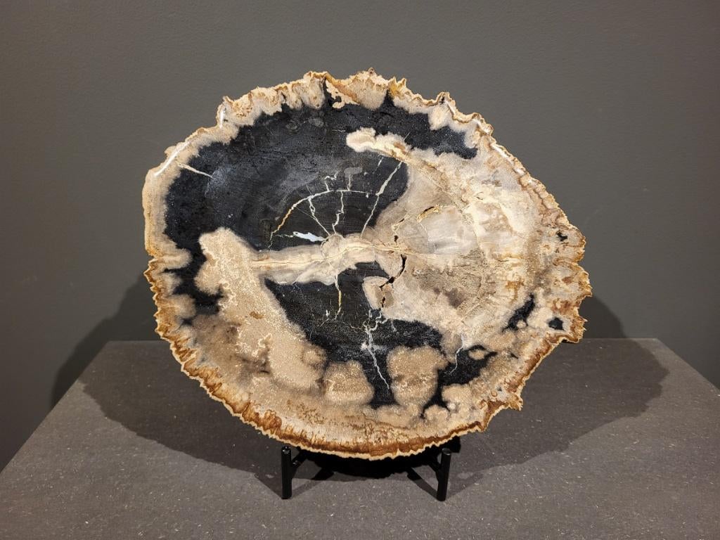 Versteend hout, schijf, 4,5kg, 32cm doorsnee, 136,- euro, Ophalen of Verzenden, Mineraal