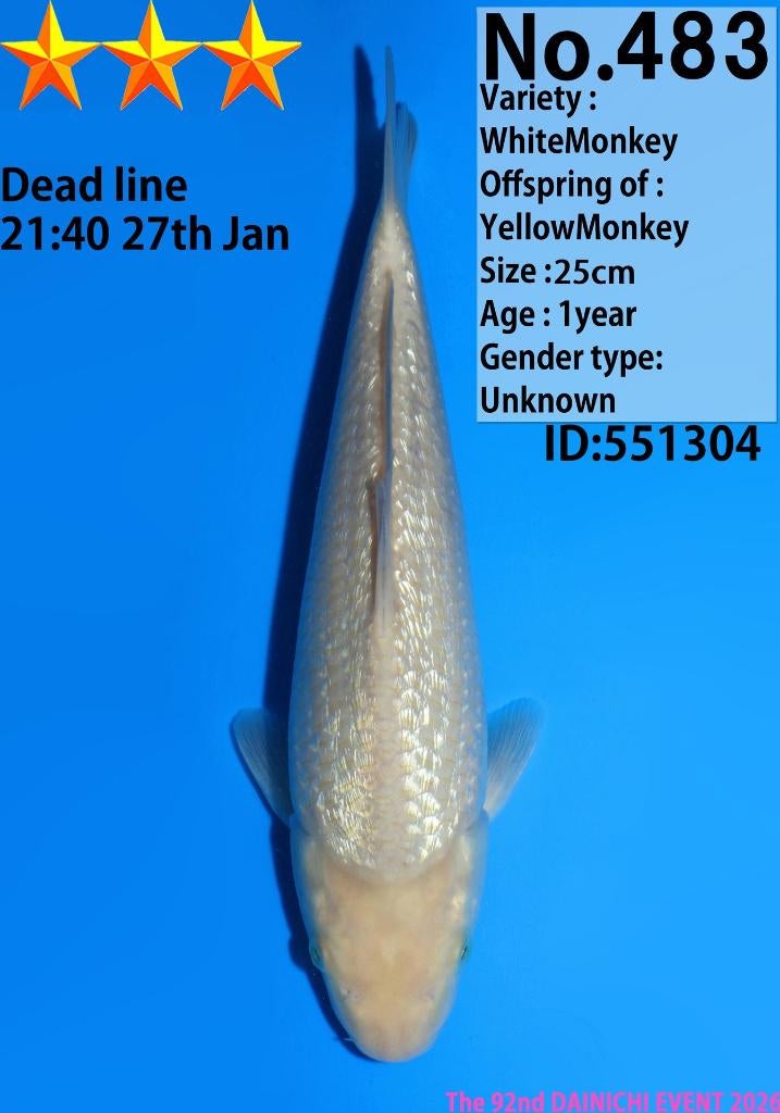 White Monkey – Dainichi Koifarm, Tosai – 25 cm (met certi!), Karper of Koi