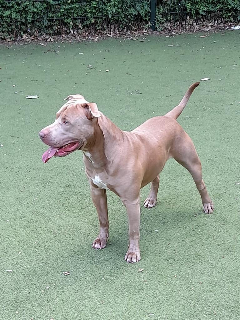 Pitbull stafford dekreu, Reu, 1 tot 2 jaar, Eén hond, CDV (hondenziekte)