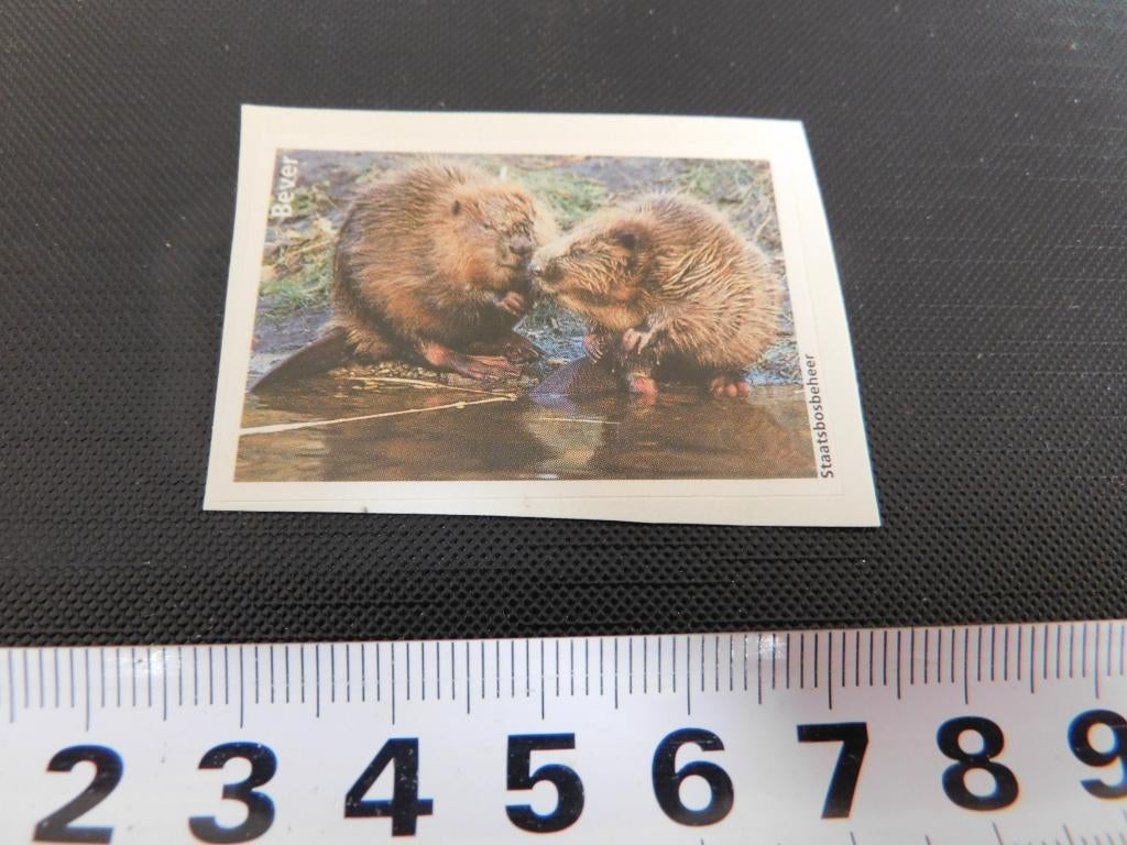 sticker staatsbosbeheer foto bever, Ophalen, Zo goed als nieuw